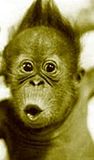 funny_monkey.jpg image by monkeyblake